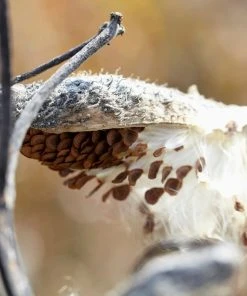 Common Milkweed -Outdoor Garden Care Shop common milkweed seeds seed pod