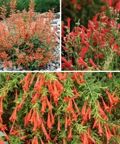 Hummingbird Container Garden -Outdoor Garden Care Shop container garden for perennials collection