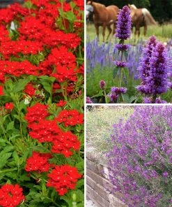 Container Garden For Full Sun -Outdoor Garden Care Shop container garden full sun collection