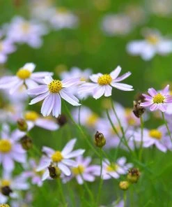 American Dream Coreopsis -Outdoor Garden Care Shop coreopsis american dream 3