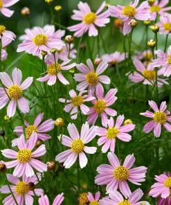 American Dream Coreopsis -Outdoor Garden Care Shop coreopsis american dream 4