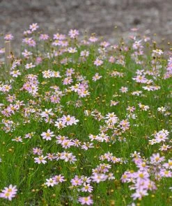 American Dream Coreopsis -Outdoor Garden Care Shop coreopsis american dream 5