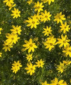Jumbo Waterwise Pre-Planned Garden -Outdoor Garden Care Shop coreopsis moonbeam tickseed hblw851 cropped 3