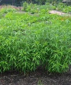 Gold Standard Coreopsis 6 Gold Standard Coreopsis -Outdoor Garden Care Shop coreopsis gold standard foliage cropped northcreek