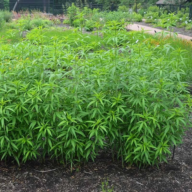 Gold Standard Coreopsis 3 Gold Standard Coreopsis - Image 3