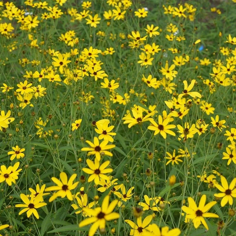 Gold Standard Coreopsis 2 Gold Standard Coreopsis - Image 2