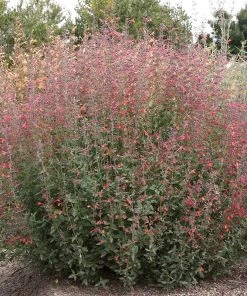 Coronado® Red Agastache -Outdoor Garden Care Shop coronado red agastache full plant