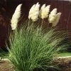 Dwarf Pampas Grass