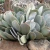 Red Edged Pig's Ear (Cotyledon)