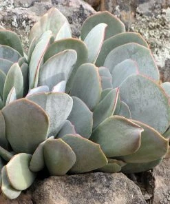 Red Edged Pig's Ear (Cotyledon) -Outdoor Garden Care Shop cotyledon orbiculatus 2