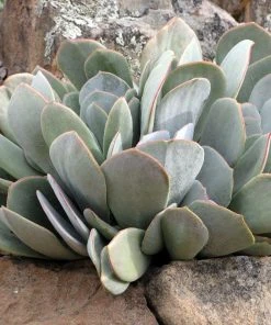 Red Edged Pig's Ear (Cotyledon)