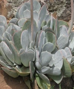 Red Edged Pig's Ear (Cotyledon) -Outdoor Garden Care Shop cotyledon orbiculatus whole plant close