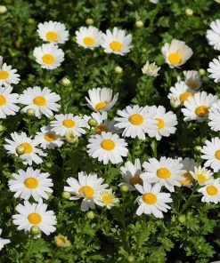 Alternative Lawn Wildflower Seed Mix -Outdoor Garden Care Shop creeping daisy
