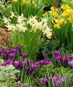 Remembrance Dutch Crocus -Outdoor Garden Care Shop crocus remembrance narcissus visi25953