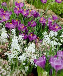 Remembrance Dutch Crocus -Outdoor Garden Care Shop crocus remembrance scilla mischtschenkoana visi25957