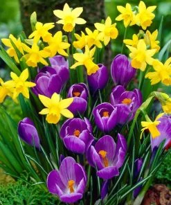 Remembrance Dutch Crocus -Outdoor Garden Care Shop crocus remembrance visi12050