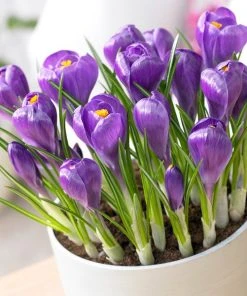 Remembrance Dutch Crocus -Outdoor Garden Care Shop crocus remembrance visi75695