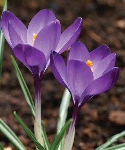 Tommasini's Ruby Giant Crocus -Outdoor Garden Care Shop crocus tommasinianus bulbs ruby giant 39150 5 web