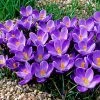 Remembrance Dutch Crocus