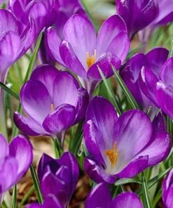 Tommasini's Ruby Giant Crocus