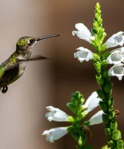 Crystal Peak White Obedient Plant -Outdoor Garden Care Shop crystal peak white obedient plant hummingbird