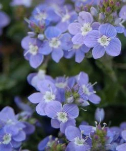 Crystal River® Veronica