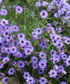 Cupid's Dart (Catanache) -Outdoor Garden Care Shop cupids dart catananche caerulea garden
