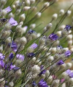 Cupid's Dart (Catanache) -Outdoor Garden Care Shop cupids dart catananche caerulea garden before bloom