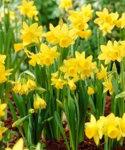Tete-a-Tete Miniature Daffodil -Outdoor Garden Care Shop daffodil tete a tete yellow