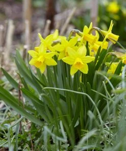 Endless Daffodil Bulb Collection -Outdoor Garden Care Shop daffodil tete a tete yellow blooms 1 1