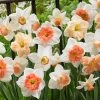 60 Days Of Daffodils Mix