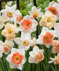 60 Days Of Daffodils Mix