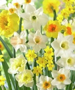 Fragrant Daffodil Mix