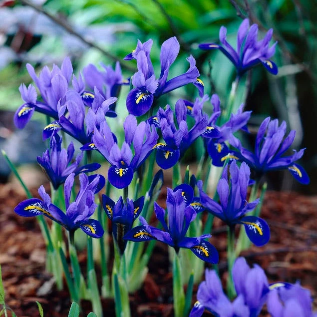 Wildflower Iris Bulb Collection 2 Wildflower Iris Bulb Collection - Image 2