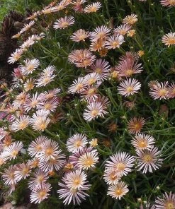 Succulent Groundcover Collection