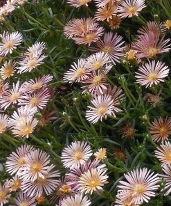Ice Plant Collection (Delosperma)