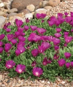 Ice Plant Collection (Delosperma) -Outdoor Garden Care Shop delosperma blut ice plant 1
