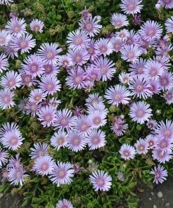 Drought Resistant Groundcover Collection -Outdoor Garden Care Shop delosperma lavender ice plant walters gardens