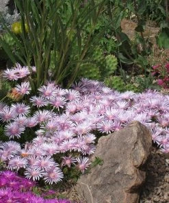 Ice Plant Collection (Delosperma) -Outdoor Garden Care Shop delosperma lavender mist cropped 3