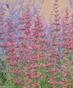 Desert Sunrise® Agastache -Outdoor Garden Care Shop desert sunrise agastache close up