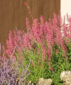 Desert Sunrise® Agastache -Outdoor Garden Care Shop desert sunrise agastache rock garden