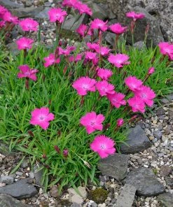Kahori Pink® Dianthus -Outdoor Garden Care Shop dianthus kahor pink