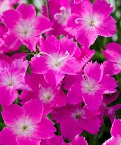 Kahori Pink® Dianthus
