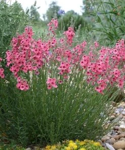 Coral Canyon® Twinspur (Diascia)
