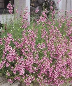 Coral Canyon® Twinspur (Diascia) -Outdoor Garden Care Shop diascia integerrima 42410