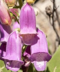 Spanish Peaks® Foxglove -Outdoor Garden Care Shop digitalis thapsi spanish peaks spanish foxglove cropped