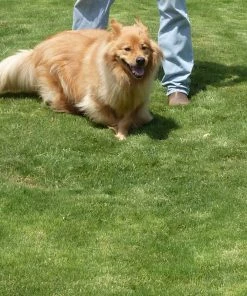 Dog Tuff™ Grass Plugs