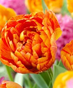 Sunlover Double Late Tulip