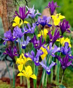 Wildflower Iris Bulb Collection 7 Wildflower Iris Bulb Collection -Outdoor Garden Care Shop dwarf specie iris mix yellow purple blue 1