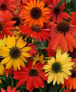 Butterfly & Bee-Friendly Collection For The West -Outdoor Garden Care Shop echinacea cheyenne spirit flowers